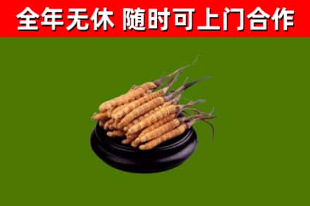 杭锦后旗烟酒回收冬虫夏草.jpg
